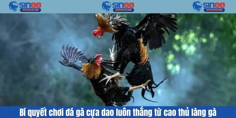 Đá gà cựa dao