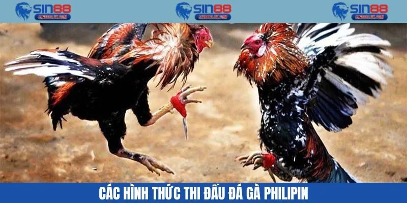 Các hình thức đá gà philipin phổ biến