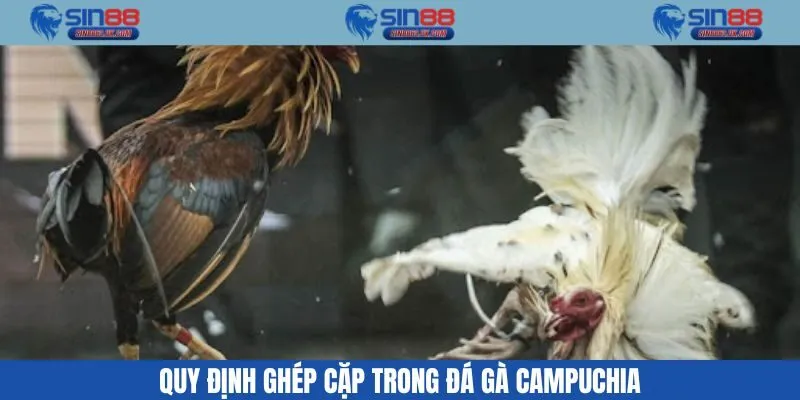 Cách ghép các chiến kê với nhau