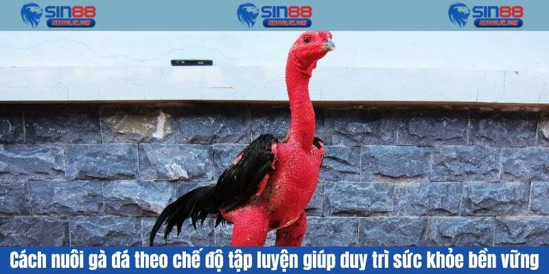 Cách nuôi gà đá theo chế độ tập luyện giúp duy trì sức khỏe bền vững