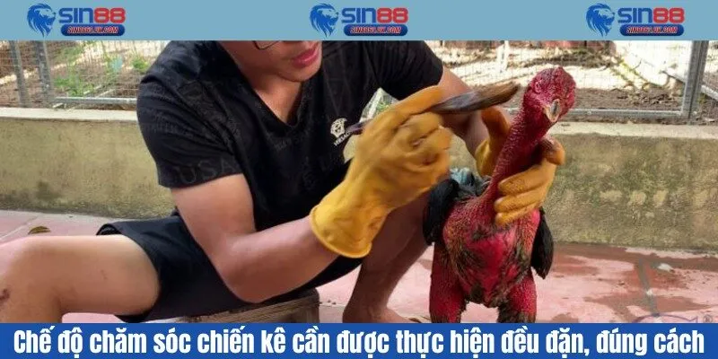 Chế độ chăm sóc chiến kê cần được thực hiện đều đặn, đúng cách