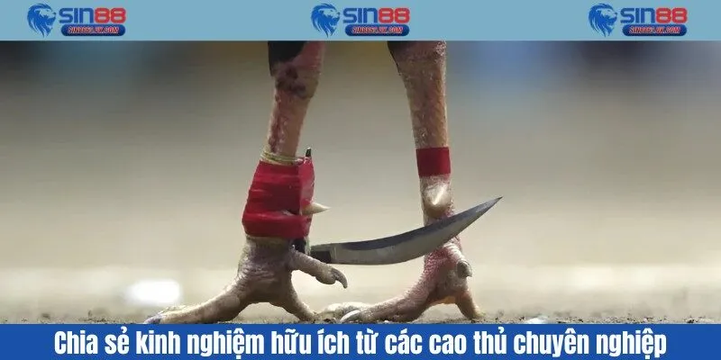 Chia sẻ kinh nghiệm hữu ích từ các cao thủ chuyên nghiệp