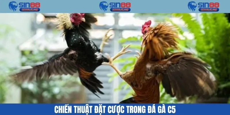 Chiến lược chơi đá gà C5