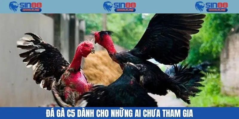 Đá Gà C5