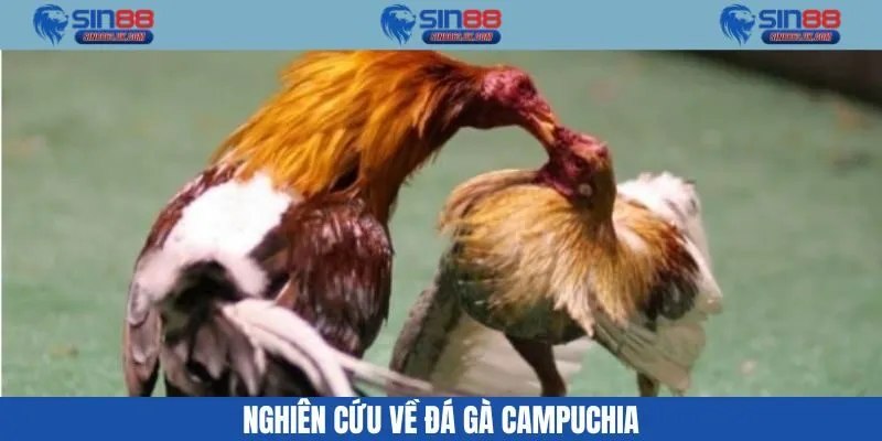 Đá gà Campuchia và thông tin mới