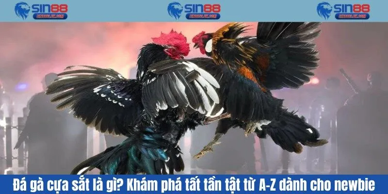 Đá gà cựa sắt