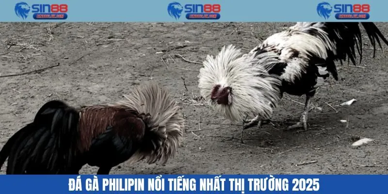 Đá Gà Philipin