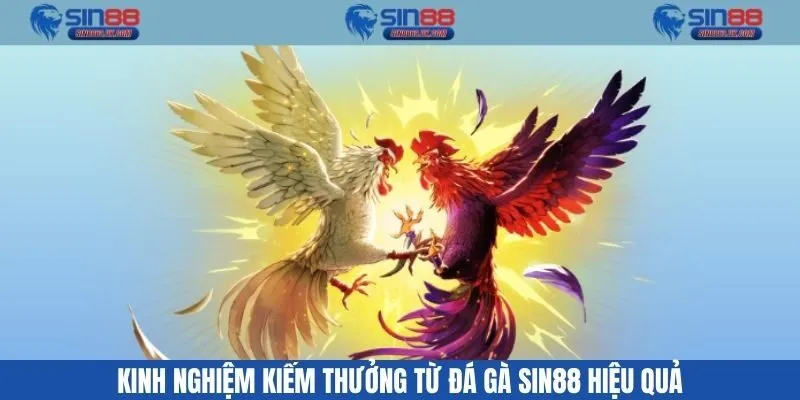 Kinh nghiệm kiếm thưởng từ đá gà Sin88 hiệu quả