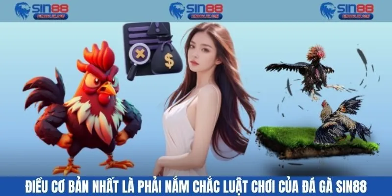 Điều cơ bản nhất là phải nắm chắc luật chơi của đá gà Sin88