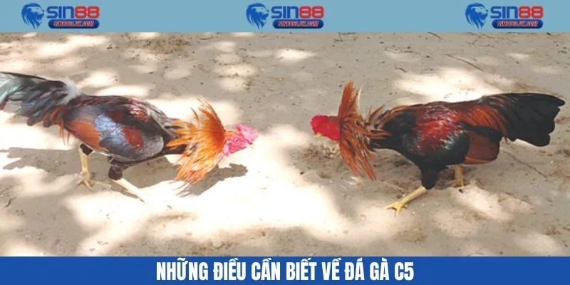Giới thiệu đá gà C5