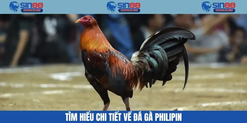 Giới thiệu về đá gà philipin