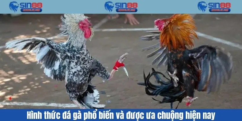 Hình thức đá gà phổ biến và được ưa chuộng hiện nay