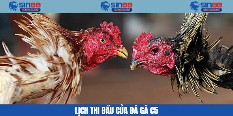 Lịch đấu đá gà C5 mới nhất