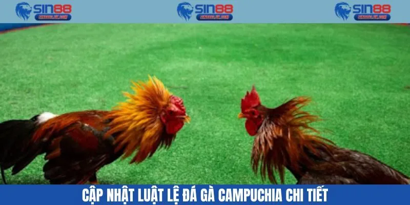 Luật của đá gà Campuchia tại Sin88