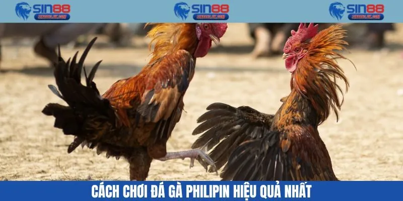 Mẹo chơi đá gà philipin hiệu quả nhất
