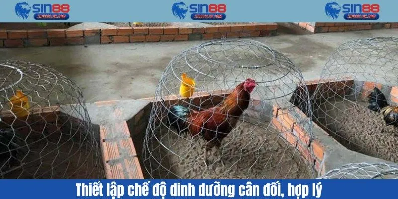 Thiết lập chế độ dinh dưỡng cân đối, hợp lý