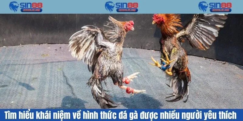 Tìm hiểu khái niệm về hình thức đá gà được nhiều người yêu thích