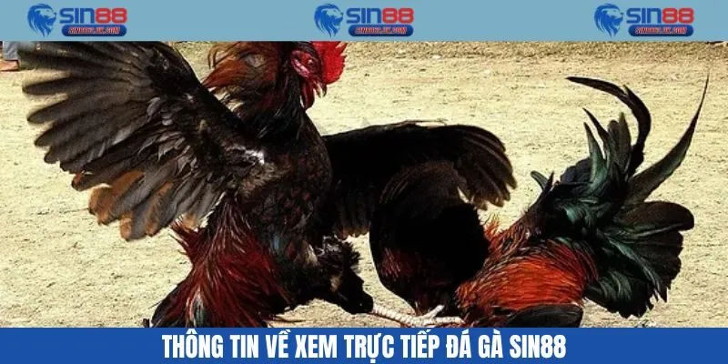 Trực tiếp đá gà ở Sin88