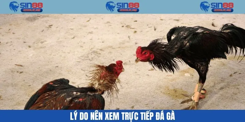 Trực tiếp đá gà Sin88 được quan tâm