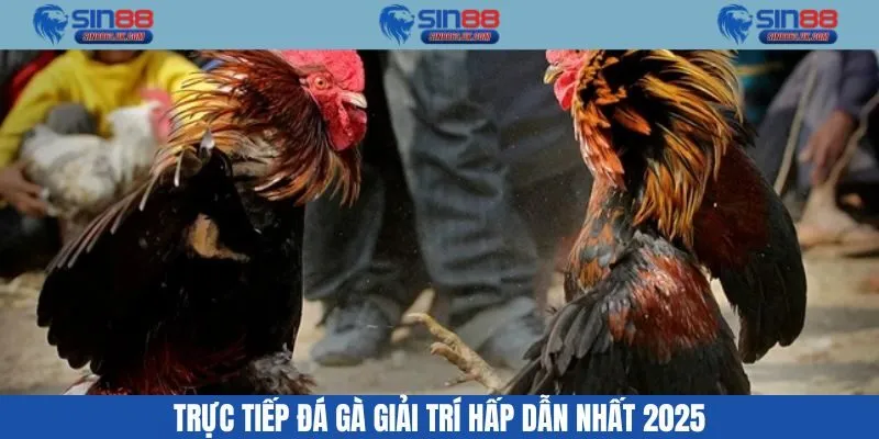 Trực Tiếp Đá Gà