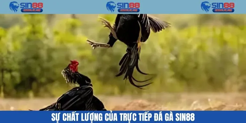 Xem trực tiếp đá gà Sin88 chất lượng